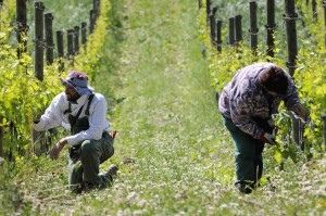 chianti classico e sangiovese