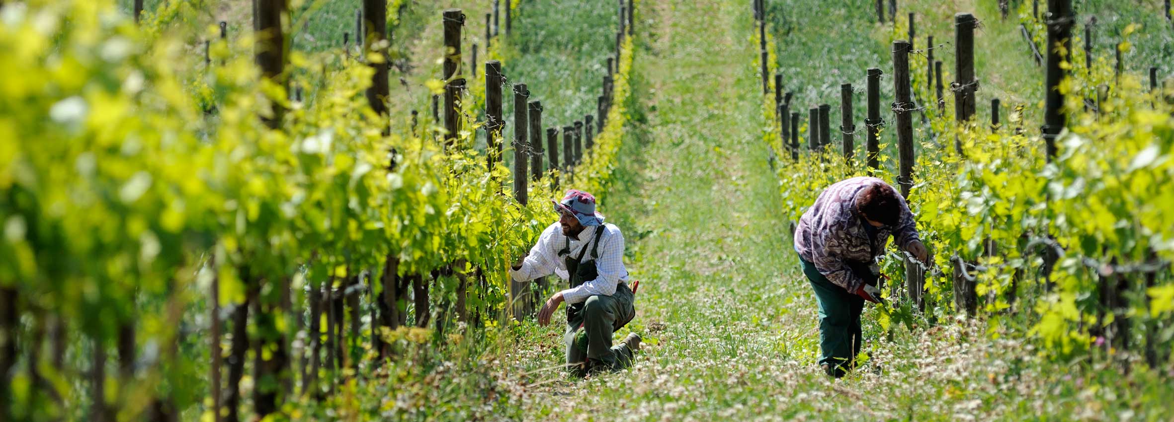 AGRICOLTURA A Fèlsina