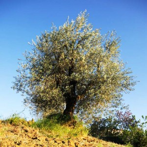 Frantoio a Fèlsina - Olio di Oliva
