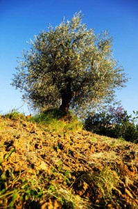 Frantoio a Fèlsina - Olio di Oliva