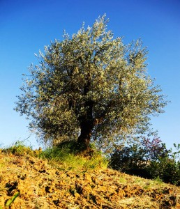 Frantoio a Fèlsina - Olio di Oliva