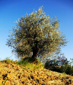 Frantoio a Fèlsina - Olio di Oliva