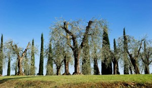 Frantoio a Fèlsina - Olio di Oliva