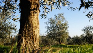 Frantoio a Fèlsina - Olio di Oliva