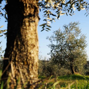 Frantoio a Fèlsina - Ulivi