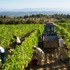 Sangiovese a Fèlsina