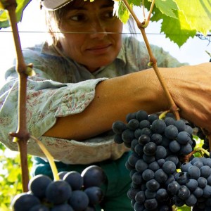 Sangiovese a Fèlsina