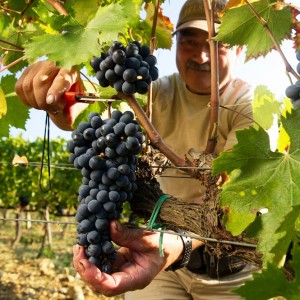 Sangiovese a Fèlsina