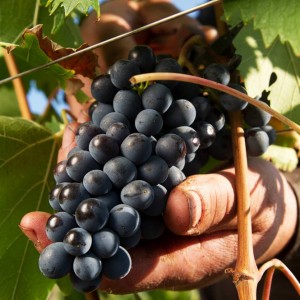 Sangiovese a Fèlsina