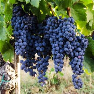 Sangiovese a Fèlsina