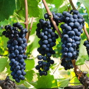 Sangiovese a Fèlsina