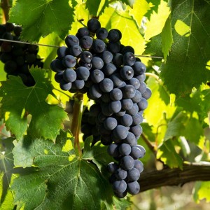 Sangiovese a Fèlsina