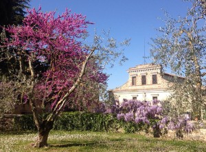 Felsina-primavera