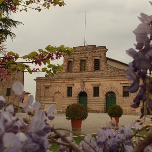 box. felsina primavera