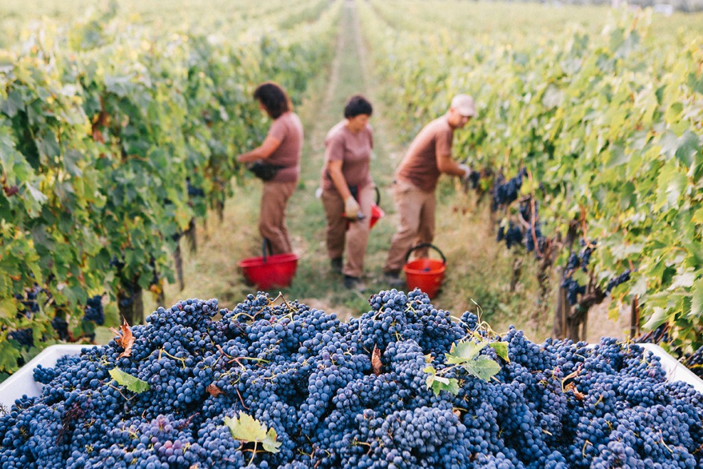 vendemmia-felsina-2017