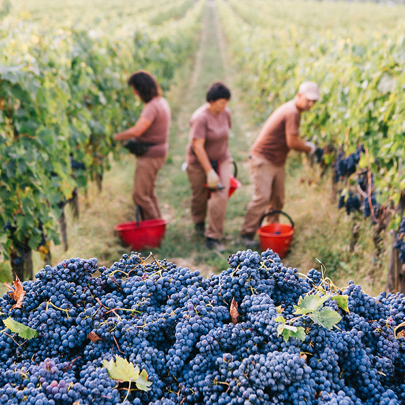 vendemmia-felsina-2017_box